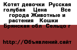 Котят девочки “Русская голубая“ › Цена ­ 0 - Все города Животные и растения » Кошки   . Брянская обл.,Сельцо г.